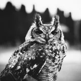 @nightowl